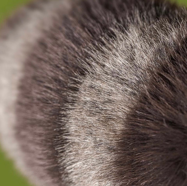 Trixiwoo Raccoon